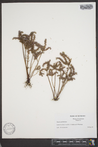 Sedum pulchellum image