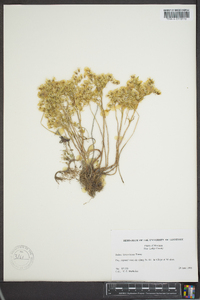 Sedum lanceolatum image