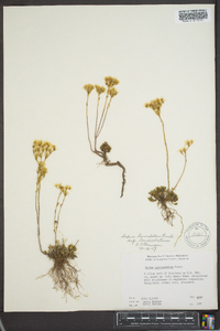 Sedum lanceolatum subsp. lanceolatum image