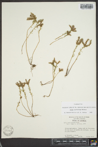 Sedum pulchellum image