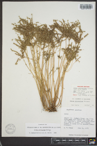 Sedum pulchellum image