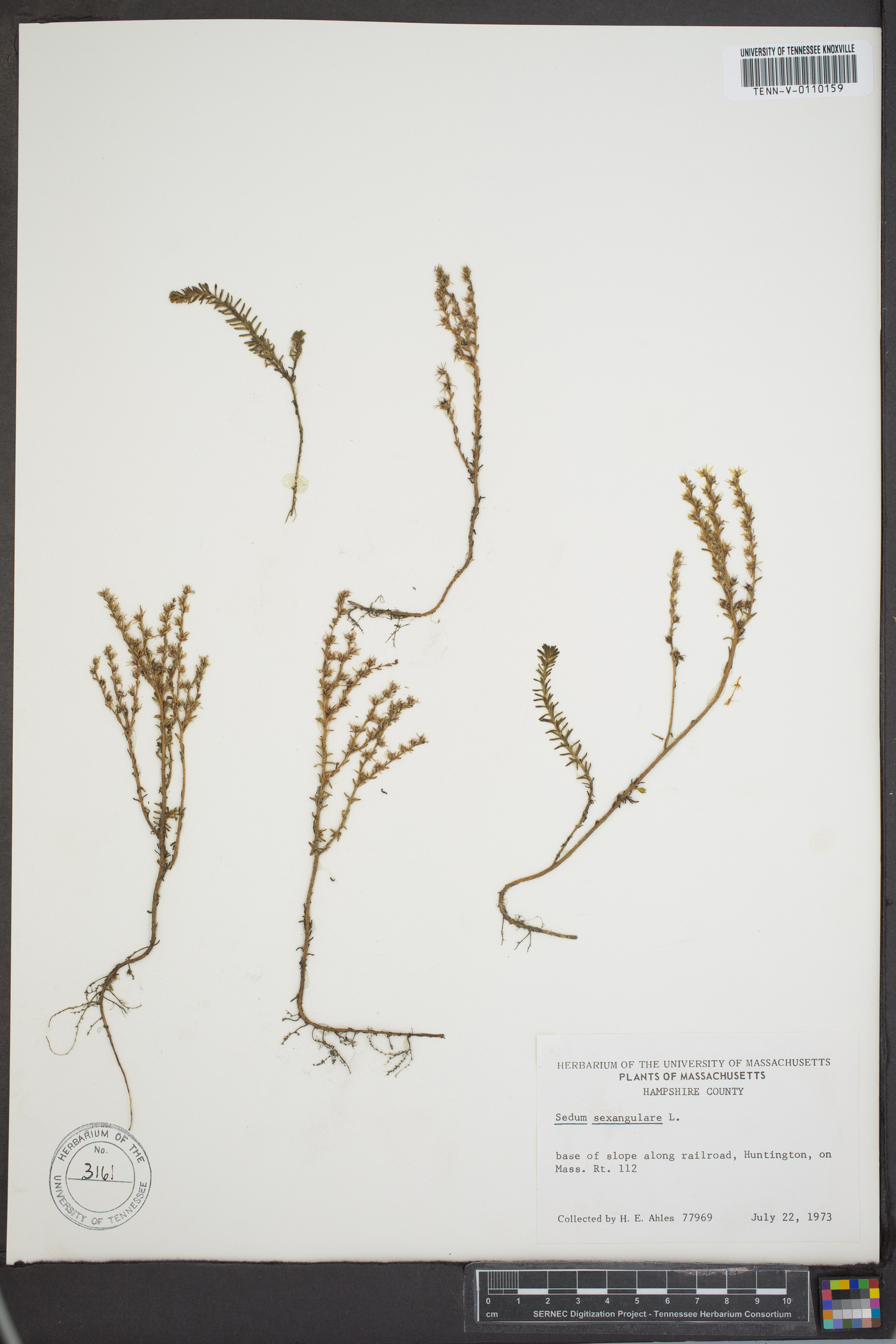 Sedum sexangulare image