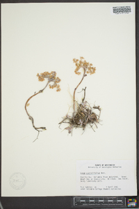 Sedum spathulifolium image