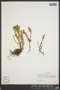 Sedum stenopetalum image