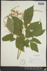 Astilbe biternata image