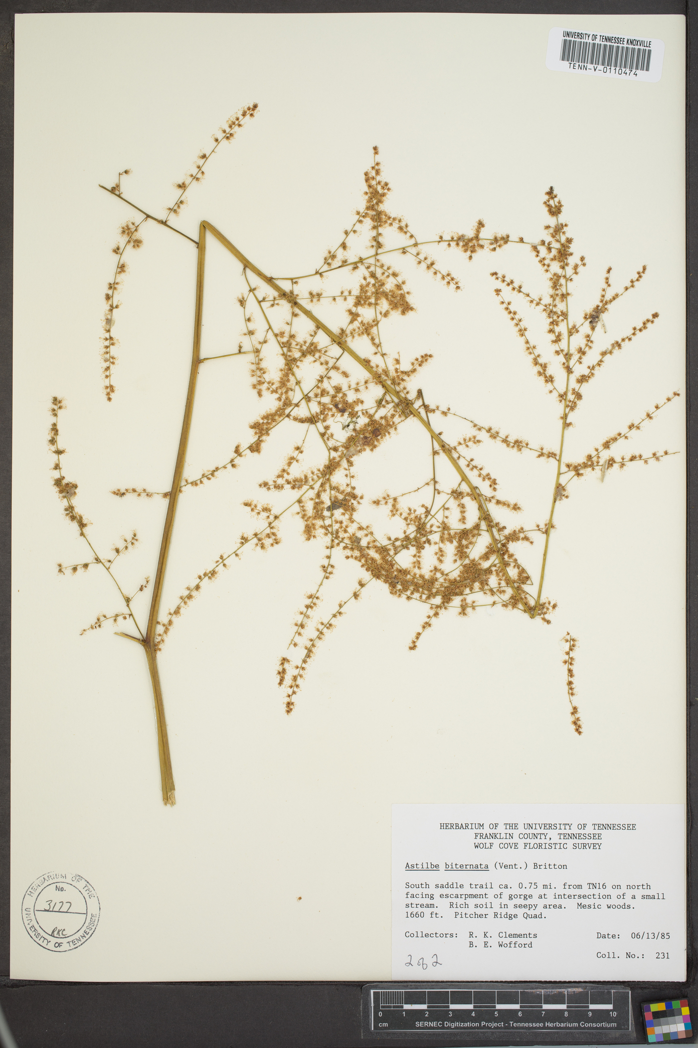 Astilbe biternata image