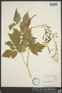 Astilbe biternata image