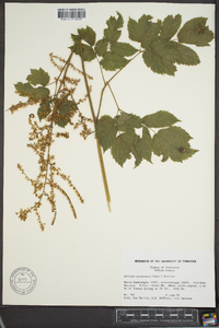 Astilbe biternata image