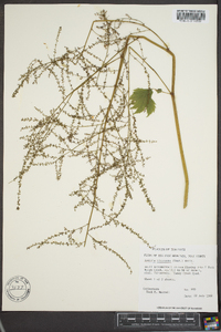 Astilbe biternata image