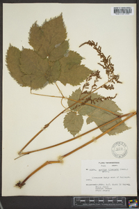 Astilbe biternata image