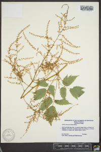 Astilbe biternata image