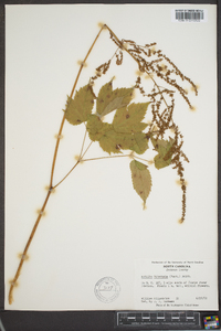 Astilbe biternata image