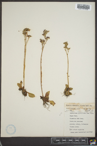 Leptarrhena pyrolifolia image