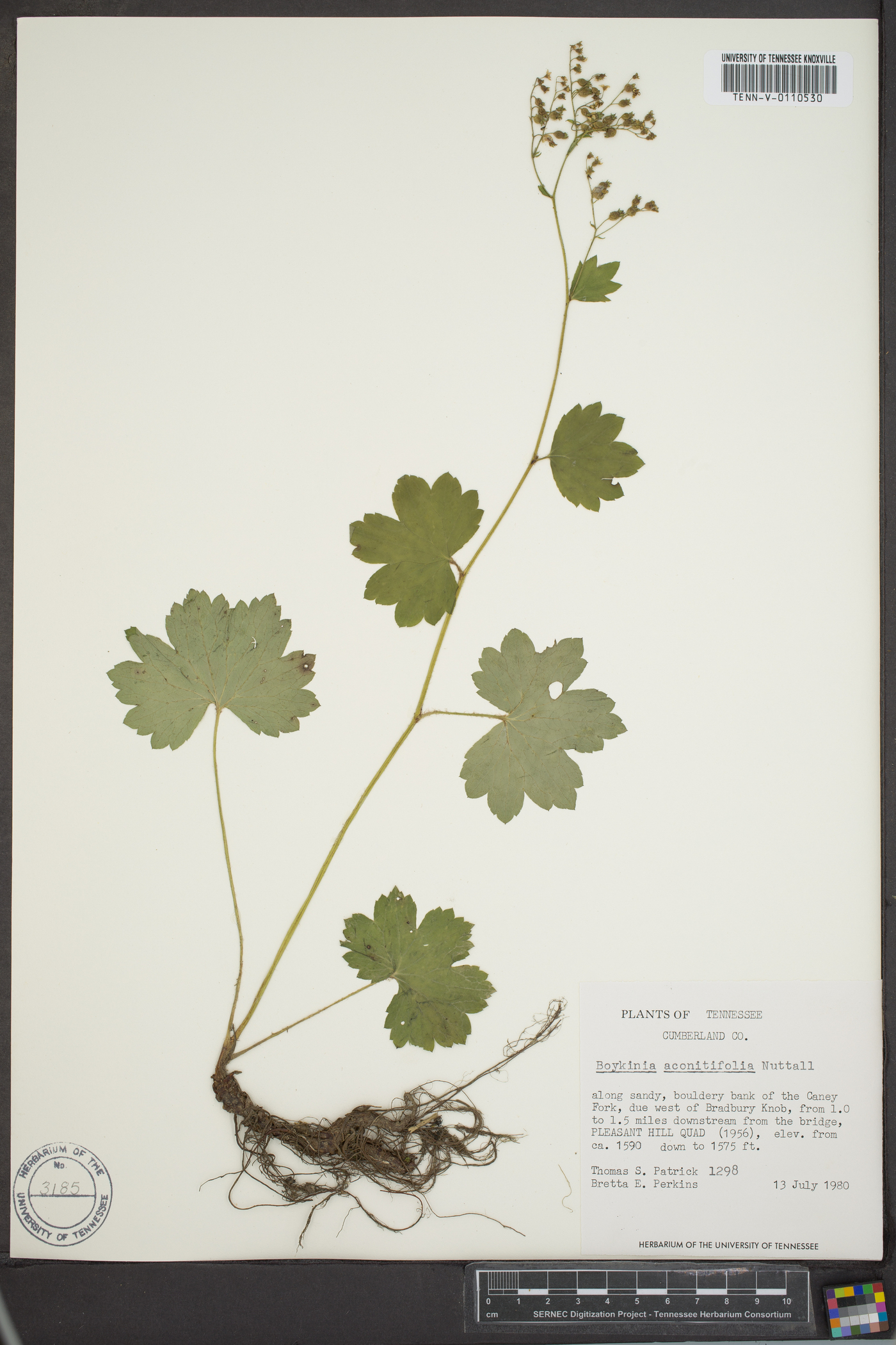 Boykinia aconitifolia image