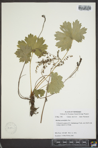 Boykinia aconitifolia image