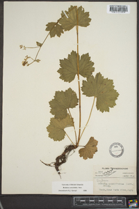 Boykinia aconitifolia image