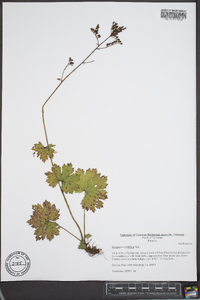 Boykinia aconitifolia image