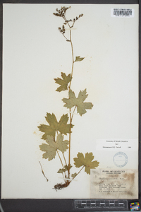 Boykinia aconitifolia image