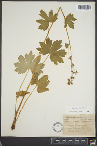 Boykinia aconitifolia image