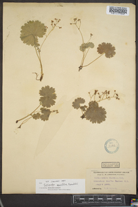 Sullivantia renifolia image