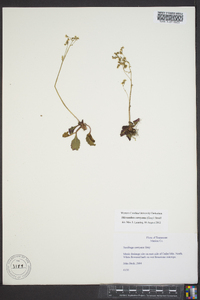 Saxifraga careyana image