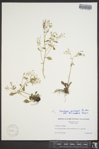 Saxifraga michauxii image