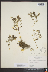 Saxifraga michauxii image