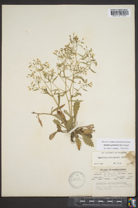 Saxifraga michauxii image