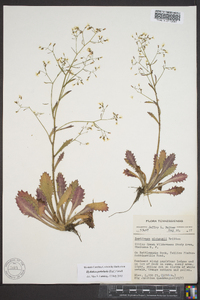 Saxifraga michauxii image