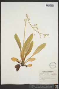 Saxifraga micranthidifolia image