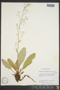 Saxifraga micranthidifolia image