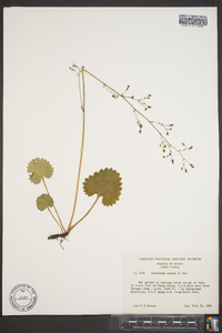 Micranthes nelsoniana var. nelsoniana image