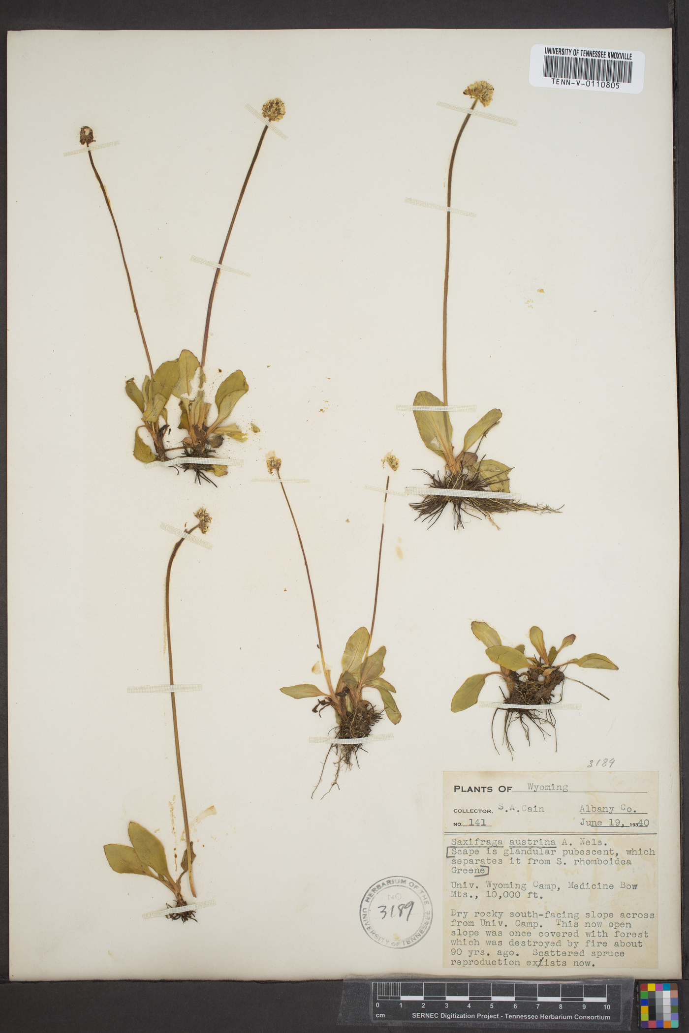 Saxifraga rhomboidea image