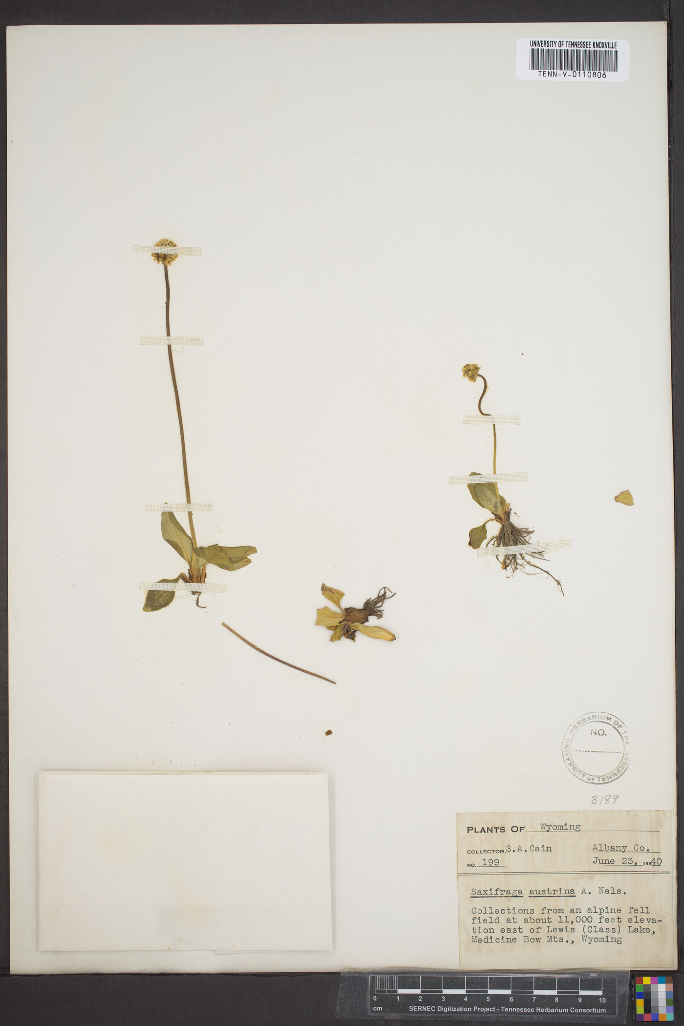 Saxifraga rhomboidea image