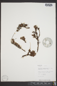 Saxifraga bronchialis subsp. funstonii image