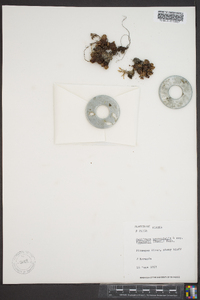 Saxifraga bronchialis subsp. funstonii image