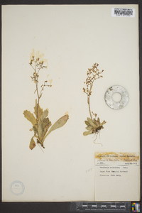 Saxifraga brunonis image