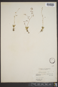 Saxifraga bryophora image
