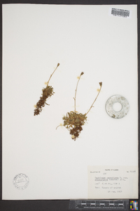 Saxifraga sileneflora image