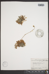 Saxifraga sileneflora image