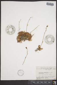 Saxifraga sileneflora image