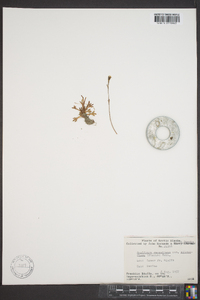 Saxifraga sileneflora image