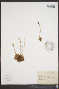 Saxifraga sileneflora image