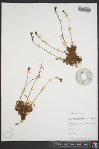 Saxifraga sileneflora image