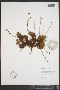 Saxifraga sileneflora image