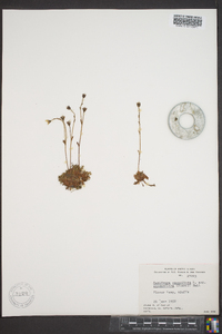 Saxifraga sileneflora image