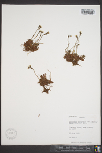 Saxifraga sileneflora image