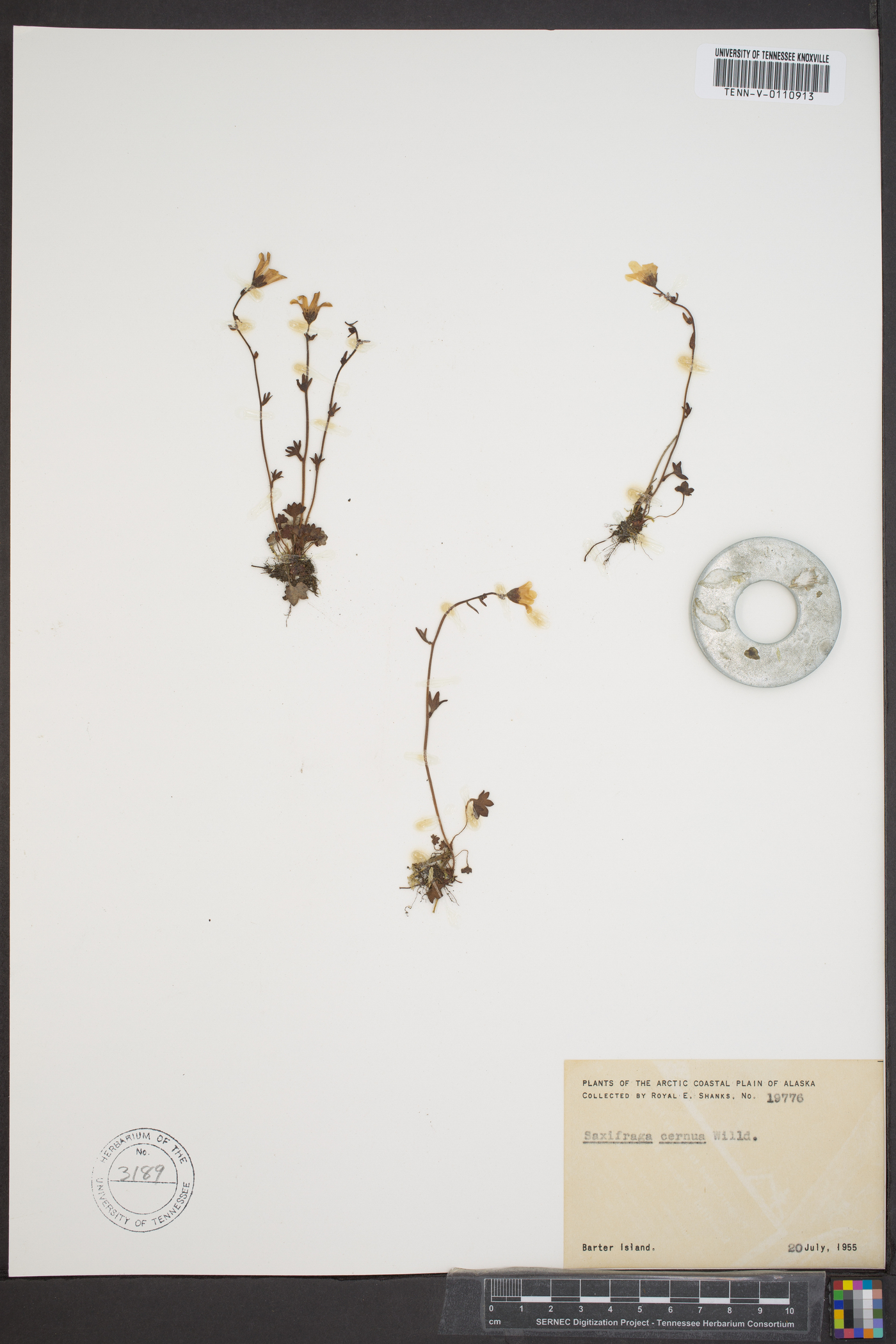 Saxifraga cernua image