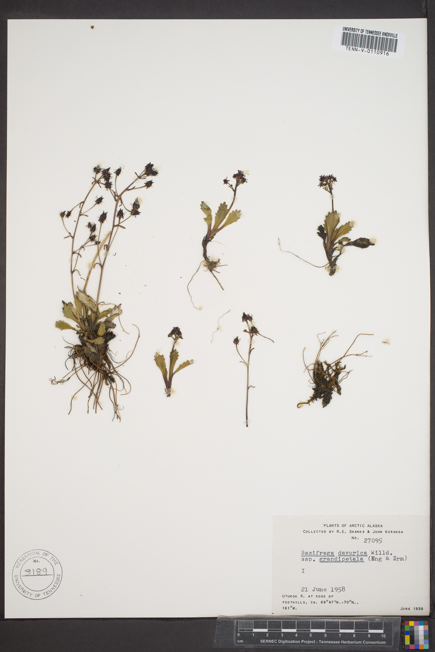 Saxifraga davurica subsp. grandipetala image