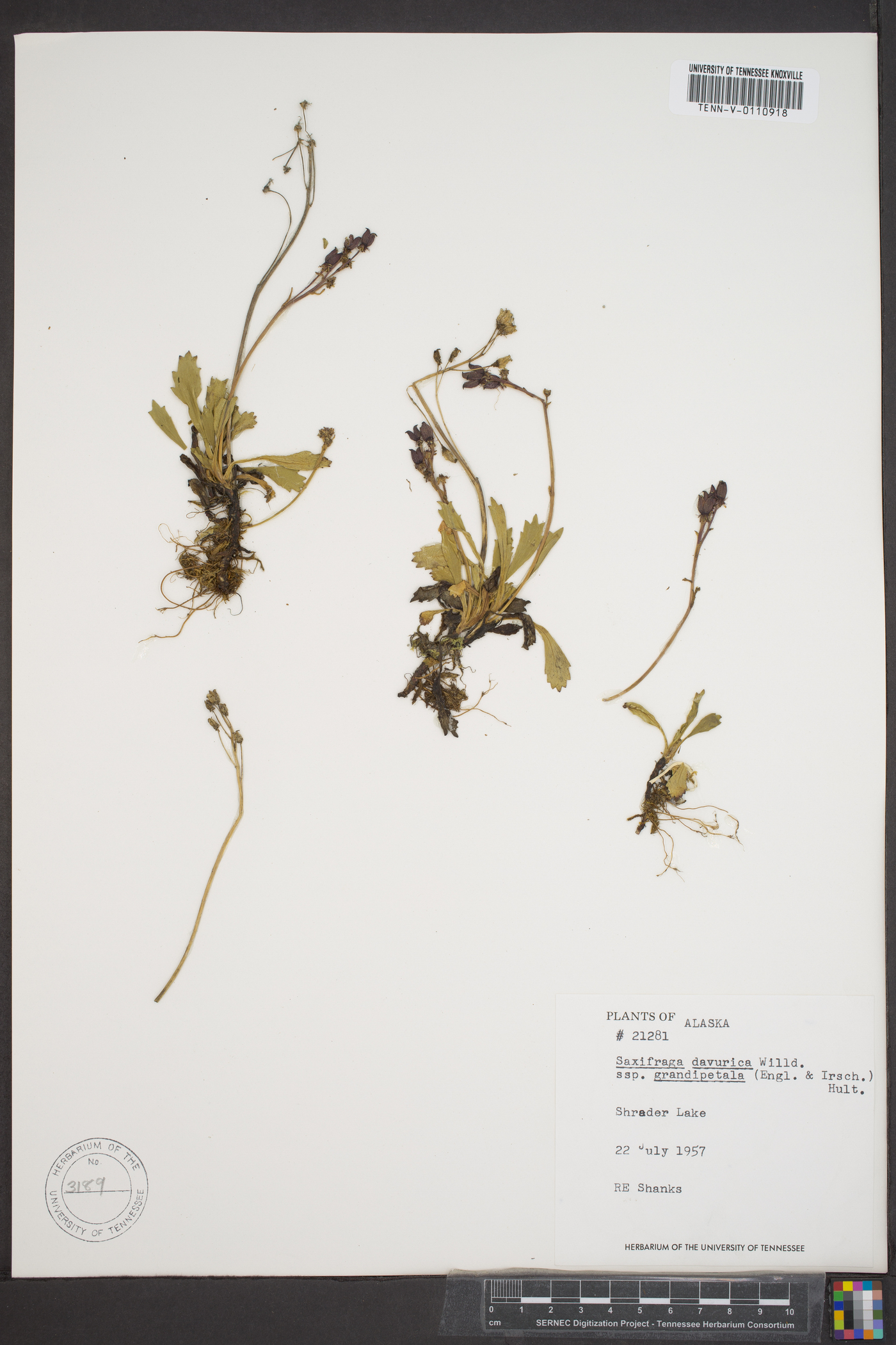 Saxifraga davurica image